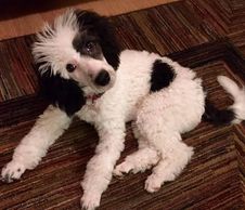 Black and white Moyen poodle puppy looking up at camera.