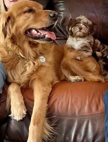 Merle mini Aussiedoodle