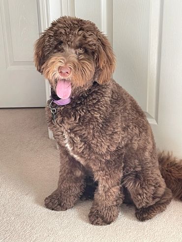 Brown Bernedoodle