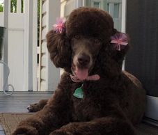Chocolate brown poodle with pink bows and pink collar laying on an outdoor mat.