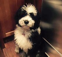 Bernedoodle puppy sitting.