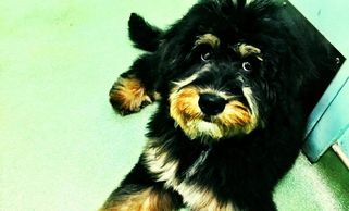Australian Mountain Doodle puppy laying on the floor and looking at the camera.