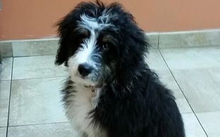 Bernedoodle puppy sitting.