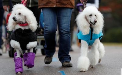 Person walking two adult white poodles.