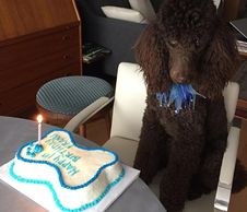 Chocolate brown Moyen poodle puppy sitting in a chair with a bone-shaped birthday cake on a table.