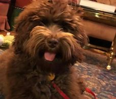 Brown Moyen Poodle Puppy.