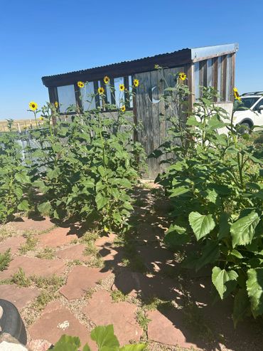 Sunflowers growing in front of a wooden outhouse with a crescent moon cutout.