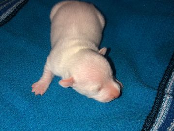 Newborn puppy resting on a blue blanket.