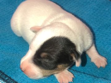 A newborn puppy resting on a blue blanket.