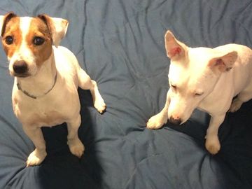 Two small dogs sitting on a blue blanket, one looking up and the other looking down.