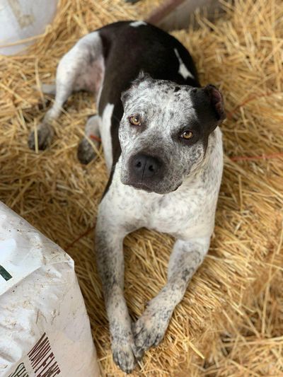 Dog laying on bale of straw looking into the camera