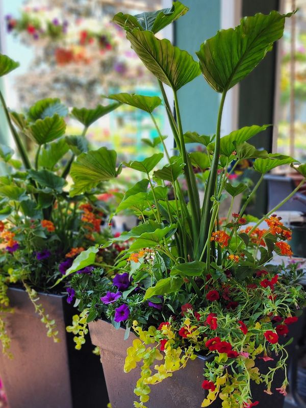 Colorful flowers and lush green plants in large pots indoors.