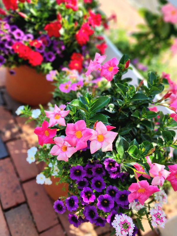 Colorful pink, purple, and white flowers in terracotta pots on a brick surface.
