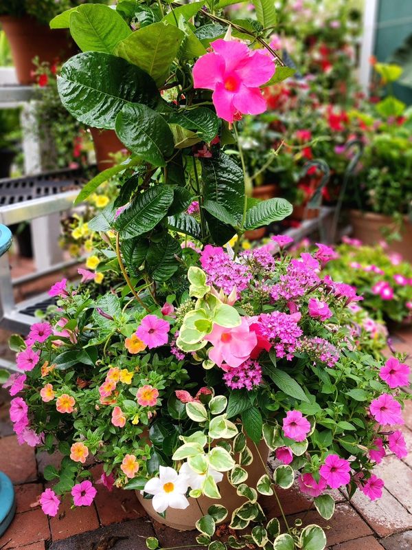 Vibrant mixed flower arrangement in a garden pot.