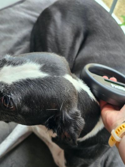 A black and white dog being brushed.