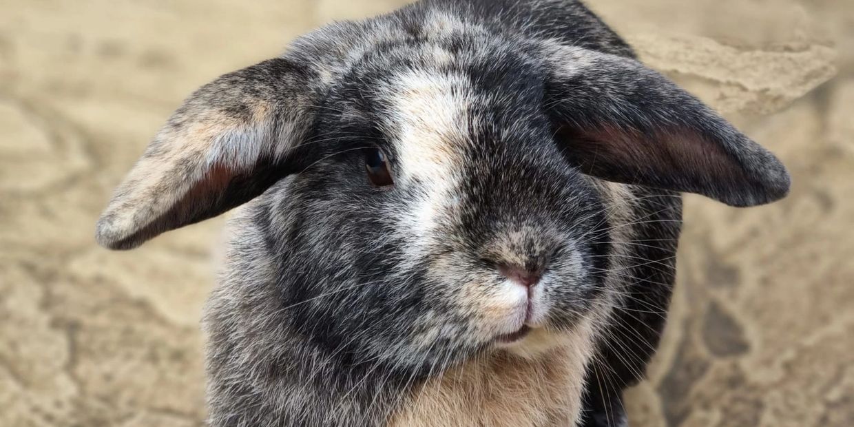 Close-up of a mottled gray and white rabbit with floppy ears.