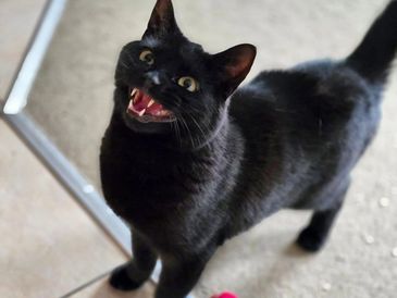 Black cat looking up with mouth open near a red and white ball.