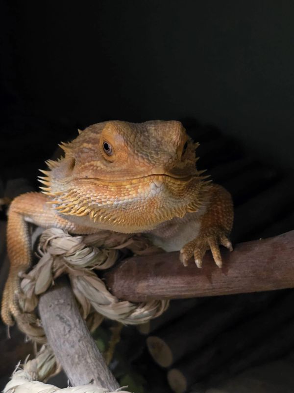 Close-up of a bearded dragon on a branch.