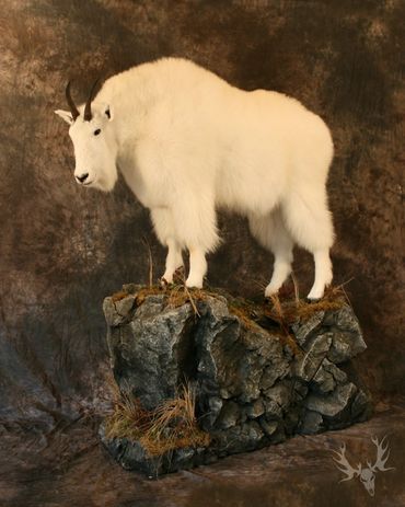 Full body mountain goat. Life-size mountain goat mount. Mountain goat floor mount
