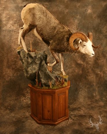 Stone sheep mount. Stone sheep full body mount. Stone sheep life-size mount. Floor pedestal mount.