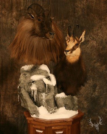 tahr and chamois mount. tahr and chamois double pedestal mount. snow scene. chamois and tahr