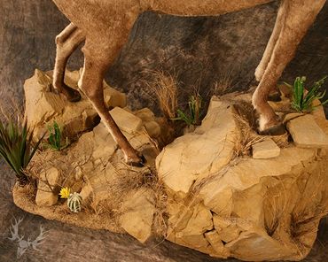 Desert ram mount. Life-size desert ram mount. Full body desert ram