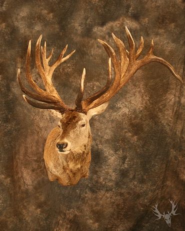 red stag mount. red stag should mount. new zealand red stag. taxidermy mount