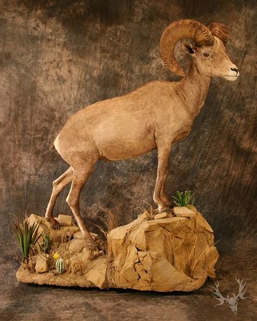Desert ram mount. lifesize desert ram mount. Full body desert ram mount. Mexican desert ram mount.