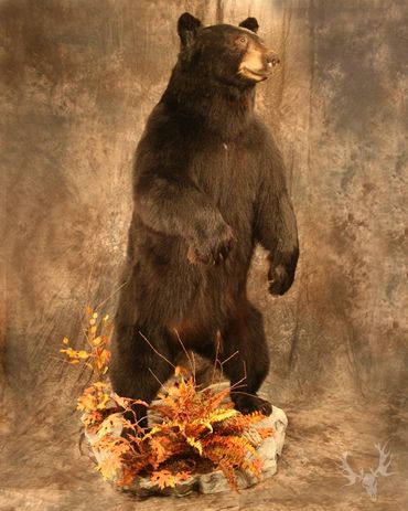 standing bear mount. black bear mount. full  body bear mount. life-size bear mount. pa black bear 