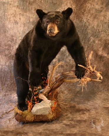 Full body black bear mount