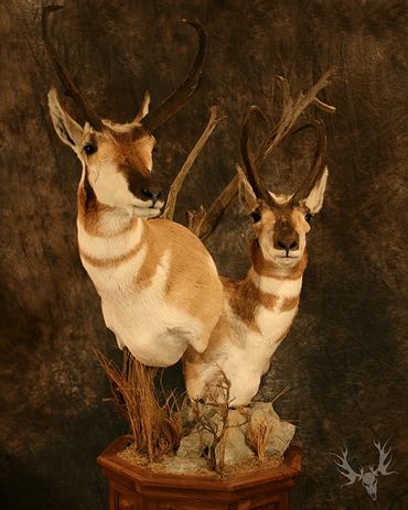 Double antelope pedestal mount. antelope mount. double pronghorn mount. floor pedestal mount