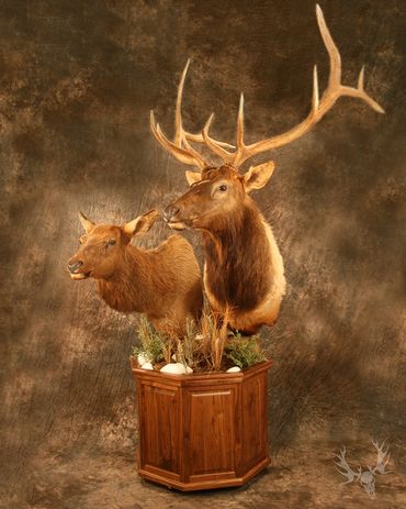Double pedestal mount. Cow and bull elk mount. Elk pedestal mount. Double elk pedestal mount.