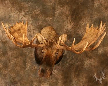 alaskan moose mount. moose shoulder mount. moose mount. bull moose mount. Alaska bull moose mount