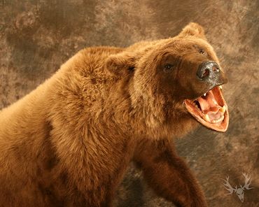 Alaskan bear. Grizzly bear mount. life-size grizzly bear mount. full body grizzly bear