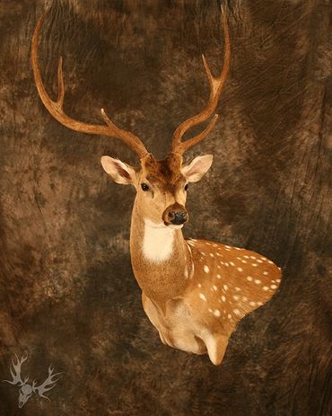 axis deer mount. axis shoulder mount. axis wall pedestal mount. axis deer pedestal mount. Texas axis