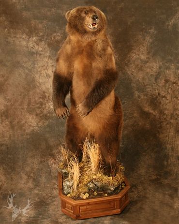 standing brown bear mount. standing life-size brown bear. standing brown bear. Alaska. Kodiak bear