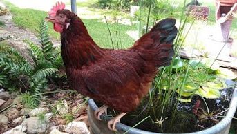 Rhode island red chickens, young hens, pullets that are famous for their great egg laying