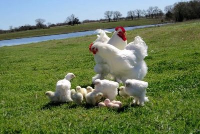 cochin chickens, young hens, pullets are 8 #'s of feather right down to their toes, they very sweet.