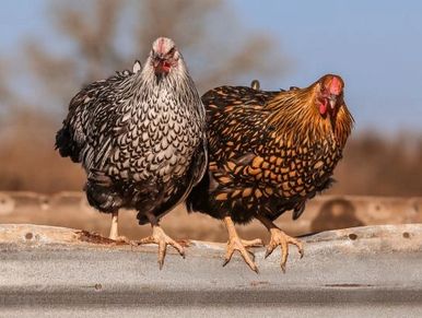 Wyndotte chickens, young hens, pullets are famous for their beautiful feather patterns