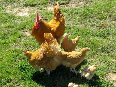 Orpingtons are gentle chickens, pullets youne hens that are every childs favorite, these are buff