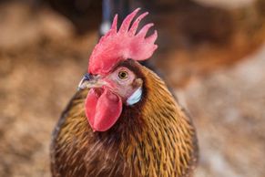 Leghorn chickens, pullets, young hens are famous for their large combs and great egg laying.