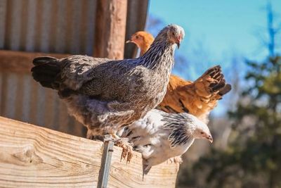 Brahma chickens, young hens, pullets are a large chicken and are very gentle, light, dark and buff.