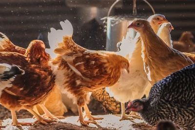 ISA brown pullets, hens, chickens are exceptional egg layers, they are docile breed.