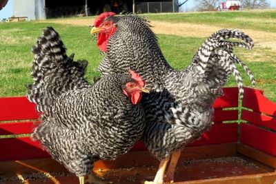 barred rock chickens, pullets, young hens are friendly and black and white striped, great layers