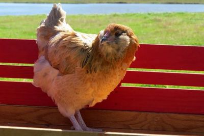 Americana chickens are also called Easter Eggers, they lay colored eggs, shades of blue or green.
