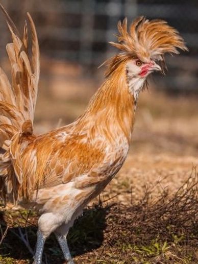 Polish young hens, pullets, chickens that have a big crest on the top of their head, the are fun.
