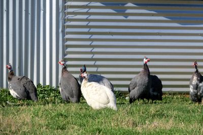 Guinea fowl provide chemical free pest control on your farm or ranch.