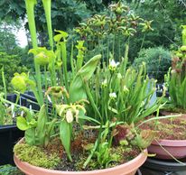Many varieties of North American pitcher plants 