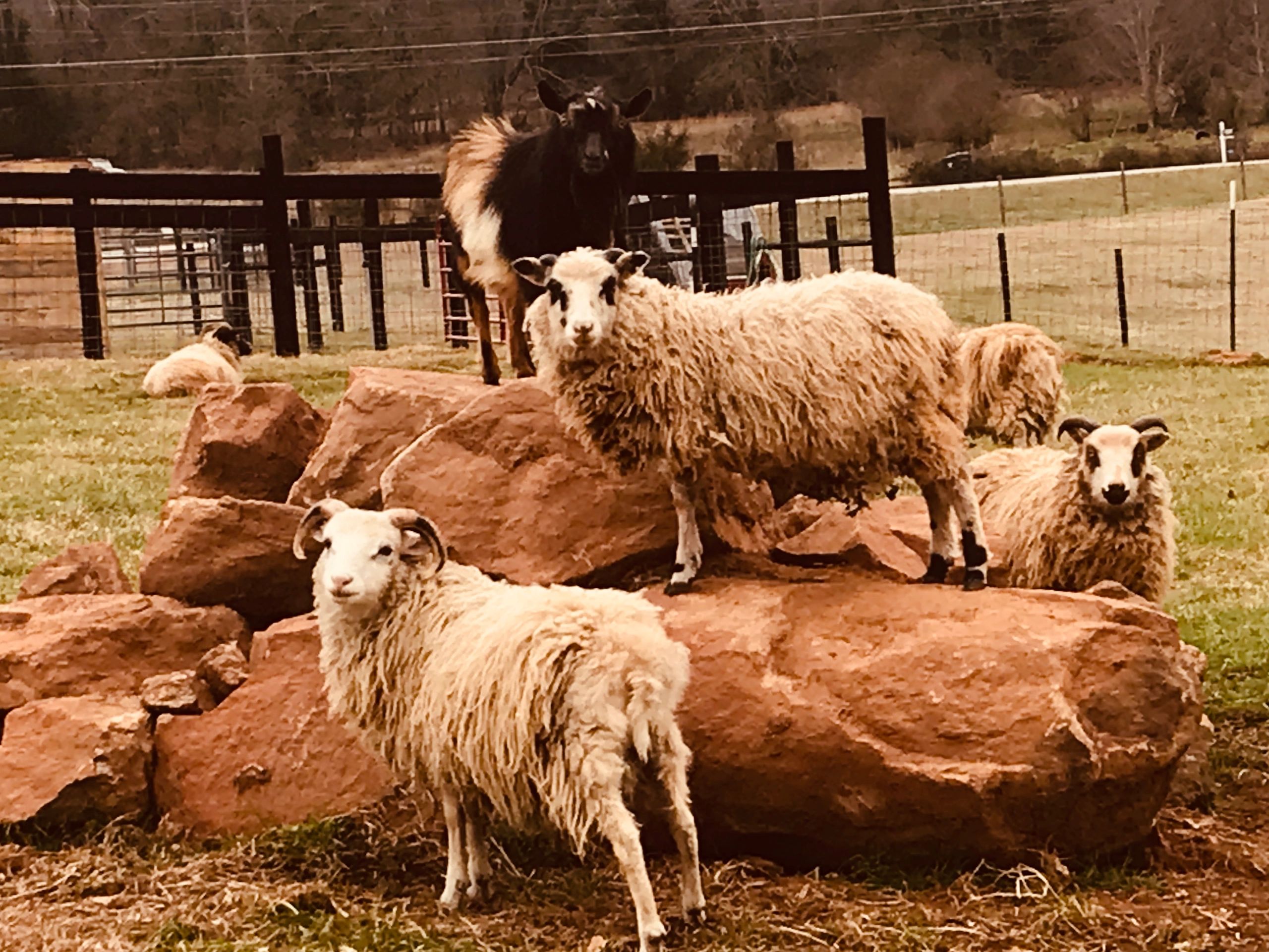 Who’s the King of the Rock?