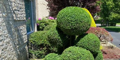 Small ball bush freshly trimmed in holmdel nj
